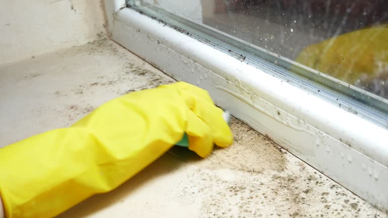 Why You Should Choose Our Mold Remediation Services in Cambria, IL